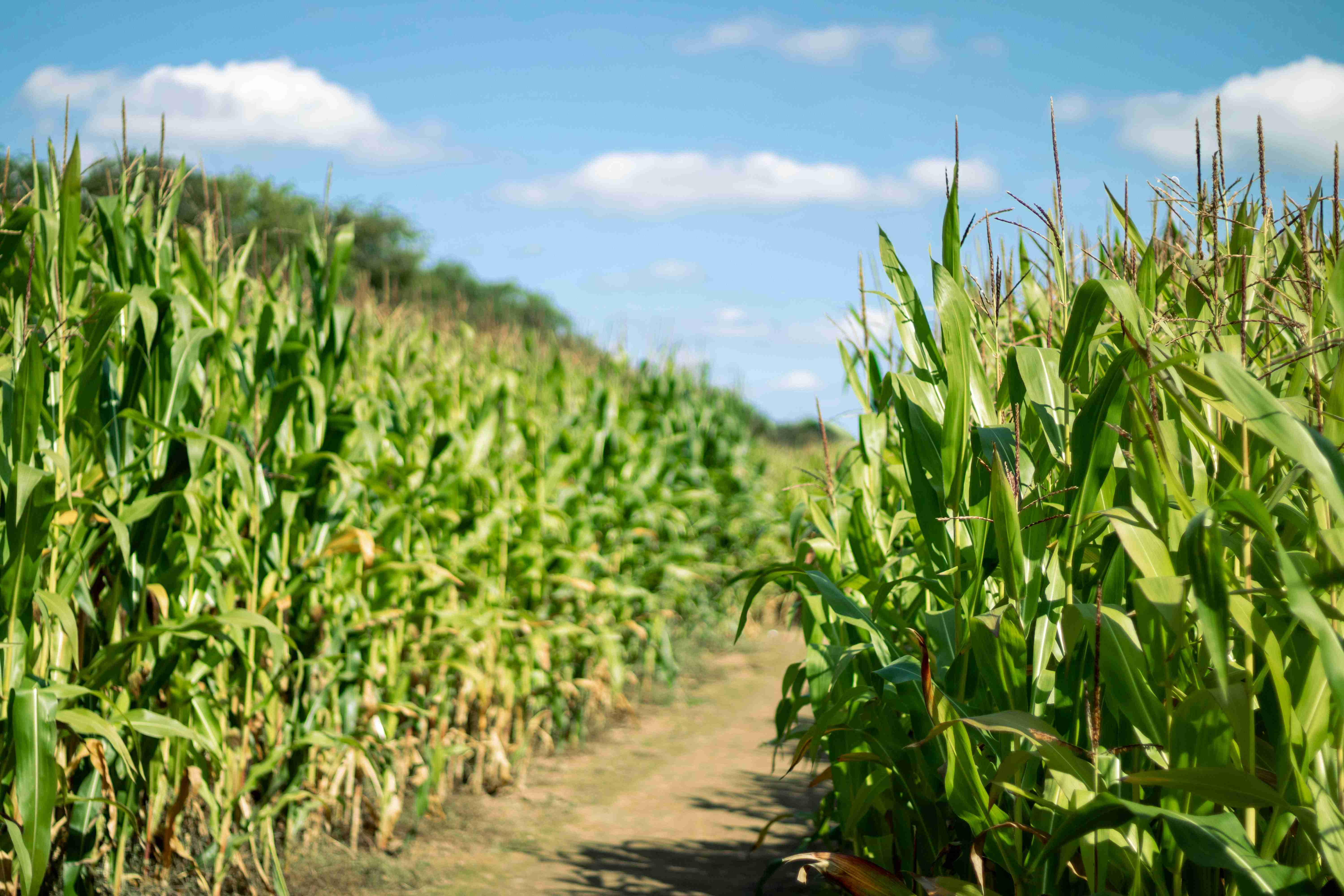 Participants running through maize fields