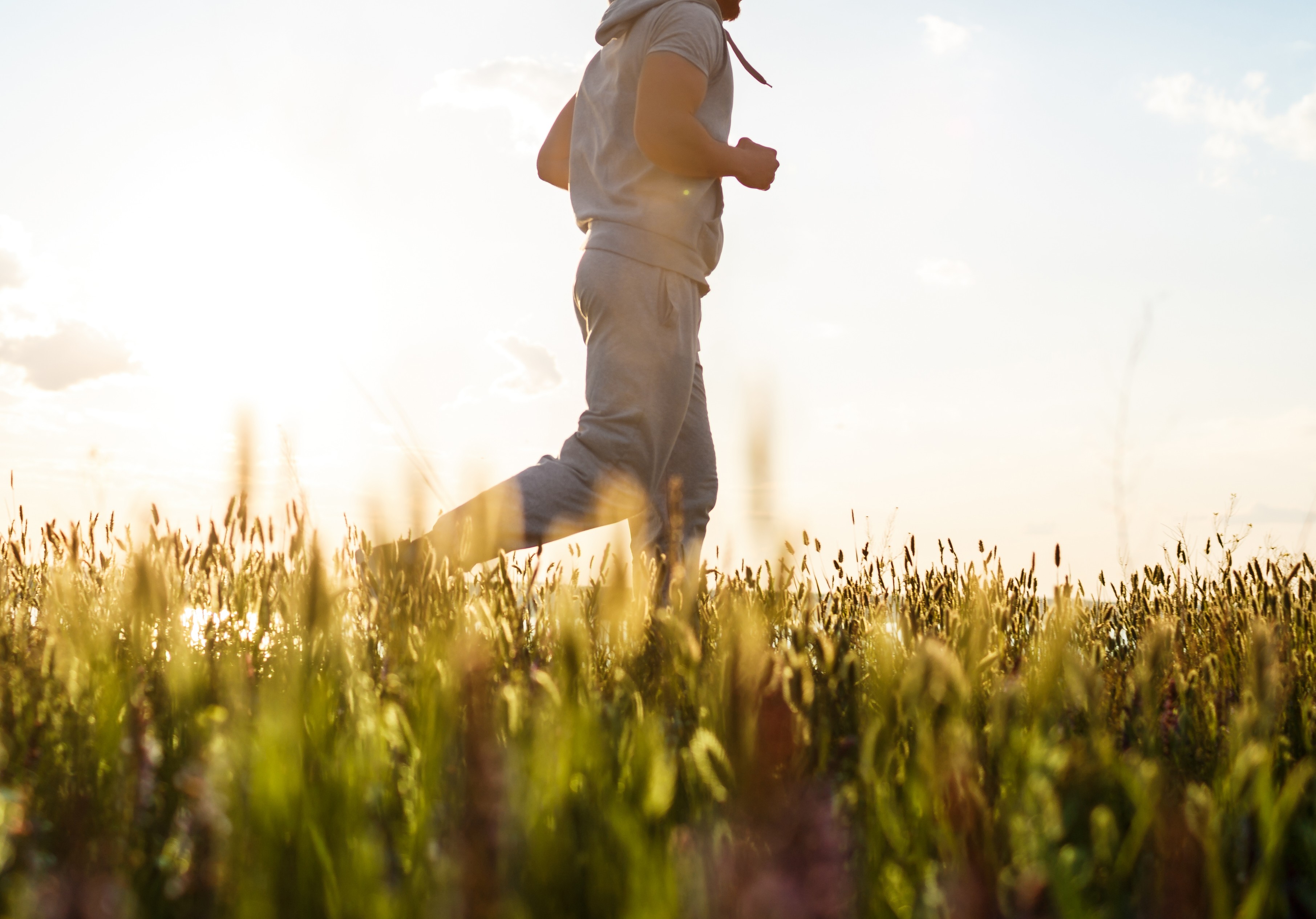 Barley field during golden hour
